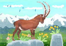 Postkarte Steinbock im Gebirge