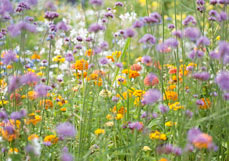 Doppelkarte Sommerwiese