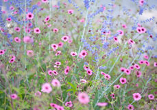 Doppelkarte Nepalfingerkraut liebt Blauraute