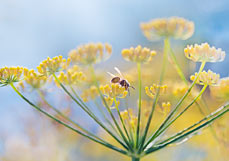 Doppelkarte Besuch auf der Fencheldolde