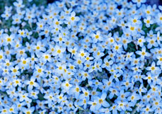 Doppelkarte Porzellanblümchen