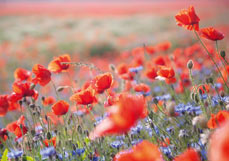 Doppelkarte Mohnblüten