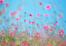 Doppelkarte Nepalfingerkraut