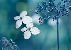 Doppelkarte Filigrane Schönheit