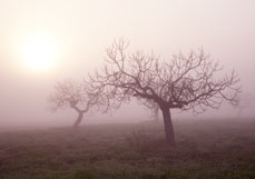 Doppelkarte Morgennebel