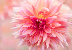 Doppelkarte Zauberhafte Dahlie