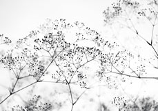 Doppelkarte Hohe Schlüsselblume