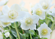 Doppelkarte Christrose