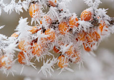 Doppelkarte Sanddorn mit Raureif