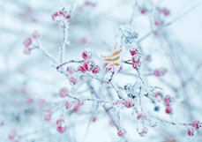 Doppelkarte Reifbedeckte Beeren