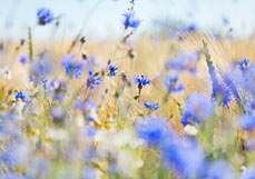 Doppelkarte Kornblumen im Feld I