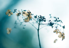 Doppelkarte Zarte Hortensie