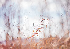Doppelkarte Flüchtiges Funkeln im Windhauch
