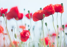 Doppelkarte Geliebter Mohn