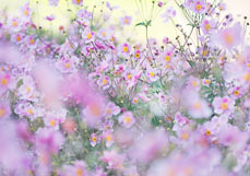 Doppelkarte Anemone hupehensis IX