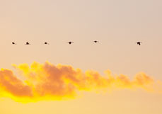 Doppelkarte Kraniche am Abendhimmel