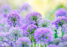 Doppelkarte Sommerlicher Zierlauch