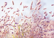 Doppelkarte Hasenschwanzgras IV