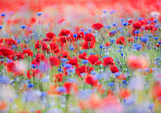 Doppelkarte Mohn liebt Kornblumen