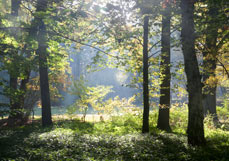 Doppelkarte Lichtung