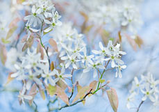 Doppelkarte Felsenbirne