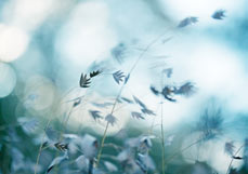 Doppelkarte Plattährengras