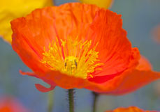 Doppelkarte Islandmohn