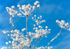 Doppelkarte Verschneite Dolden