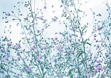 Doppelkarte Hanf-Stockmalve