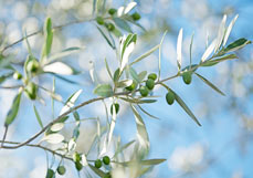 Doppelkarte Olivenzweig