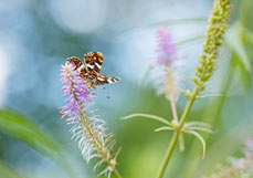 Doppelkarte Landkärtchen