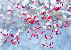 Doppelkarte Weißdorn im Schnee II