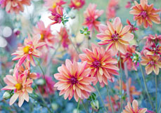 Doppelkarte Wilder Dahliengarten