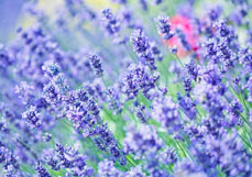 Doppelkarte Lavendel