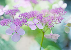 Doppelkarte Tellerhortensie