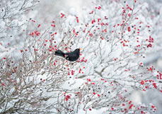 Doppelkarte Wintervöglein