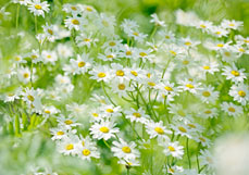 Doppelkarte Wucherblümchen