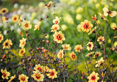 Doppelkarte Gartendahlie Moonfire