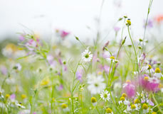 Doppelkarte Wilde Wiese