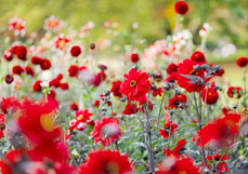 Doppelkarte Dahlienpracht