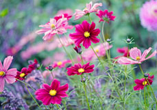 Doppelkarte Bunte Cosmeen
