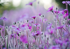 Doppelkarte Madeira-Storchschnabel