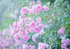 Doppelkarte Rosenstrauch