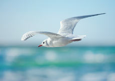 Doppelkarte Lachmöwe im Küstenflug