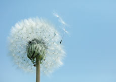 Doppelkarte Kleine Flieger