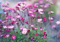 Doppelkarte Rosa Steinbrech