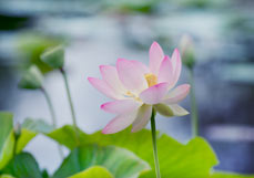 Doppelkarte Lotosblume II