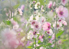 Doppelkarte Stockrosen III