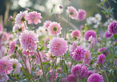 Doppelkarte Sommerstimmung im Dahliengarten