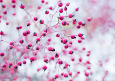 Doppelkarte Lieblingshagebutten